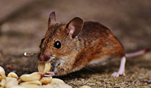 24 Hour & Emergency Exterminators in Kenansville, NC